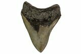 Serrated, Fossil Megalodon Tooth - Georgia #159728-1